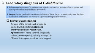  Laboratory diagnosis of C.diphtheriae
 Laboratory diagnosis of Corynebacterium diphtheriae involves isolation of the organism and
subsequent demonstration of toxin production.
 Sample: Swabs (preferably two) from the lesion of throat, larynx or nasal cavity; one for direct
examination and another for culture or a portion of the pseudomembrane.
 Direct examination
Smears of the throat swab should be
stained with both Gram stain and
methylene blue or Albert stain.
Appearance of many tapered, irregularly
stained, pleomorphic (typically arranged in
Chinese letter) gram-positive rods suggest.
 