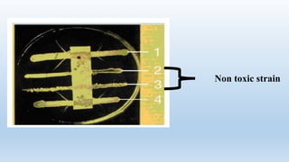 Non toxic strain
 