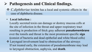  Pathogenesis and Clinical findings.
 C.diphtheriae toxins has a local and systemic effects in the
case of diphtheria disease.
• Local infection :
Locally secreted toxin can damage or destroy mucosa cells at
the site of infection in the throat and upper respiratory tract
resulting in production of thick gray adherent pseudomembrane
over the tonsils and throat is the most prominent specific sign
(consist of bacteria and dead epithelial and white blood cells)
 Laryngeal involvement lead to obstruction of the airways
If not treated early, the extension of pseudomembrane may lead
to laryngeal obstruction, asphyxia, and death.
 