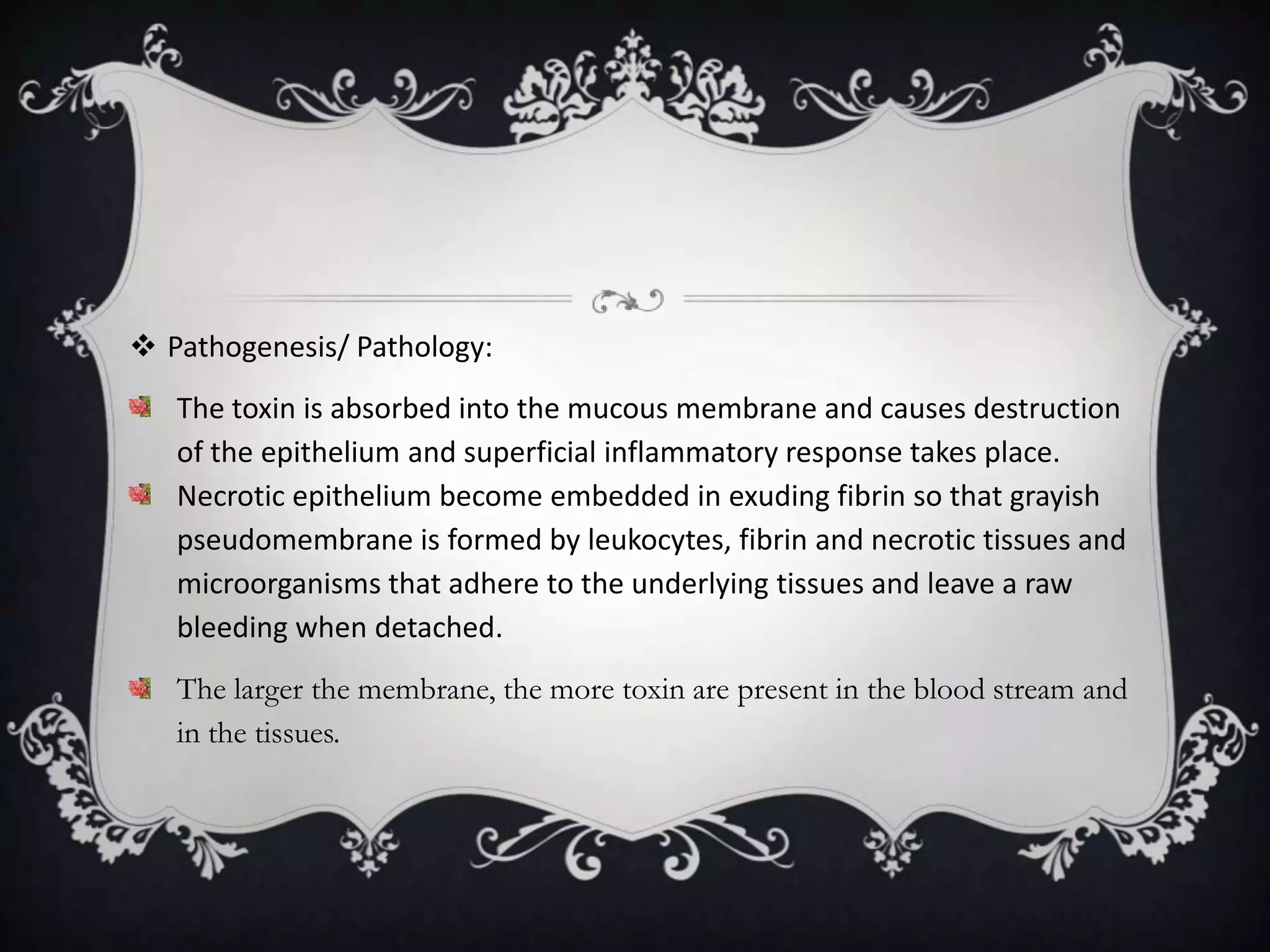  Pathogenesis/ Pathology:
The toxin is absorbed into the mucous membrane and causes destruction
of the epithelium and superficial inflammatory response takes place.
Necrotic epithelium become embedded in exuding fibrin so that grayish
pseudomembrane is formed by leukocytes, fibrin and necrotic tissues and
microorganisms that adhere to the underlying tissues and leave a raw
bleeding when detached.
The larger the membrane, the more toxin are present in the blood stream and
in the tissues.
 