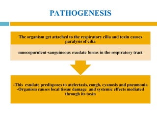 PATHOGENESIS
 