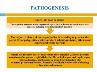 PATHOGENESIS
 
