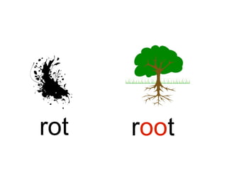 rot root
 