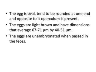 • The egg is oval, tend to be rounded at one end
and opposite to it operculum is present.
• The eggs are light brown and have dimensions
that average 67-71 µm by 40-51 µm.
• The eggs are unembryonated when passed in
the feces.
 