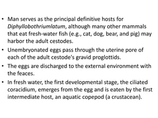 • Man serves as the principal definitive hosts for
Diphyllobothriumlatum, although many other mammals
that eat fresh-water fish (e.g., cat, dog, bear, and pig) may
harbor the adult cestodes.
• Unembryonated eggs pass through the uterine pore of
each of the adult cestode's gravid proglottids.
• The eggs are discharged to the external environment with
the feaces.
• In fresh water, the first developmental stage, the ciliated
coracidium, emerges from the egg and is eaten by the first
intermediate host, an aquatic copepod (a crustacean).
 