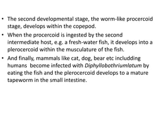 • The second developmental stage, the worm-like procercoid
stage, develops within the copepod.
• When the procercoid is ingested by the second
intermediate host, e.g. a fresh-water fish, it develops into a
plerocercoid within the musculature of the fish.
• And finally, mammals like cat, dog, bear etc includding
humans become infected with Diphyllobothriumlatum by
eating the fish and the plerocercoid develops to a mature
tapeworm in the small intestine.
 