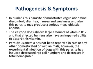 Pathogenesis & Symptoms
• In humans this parasite demonstrates vague abdominal
discomfort, diarrhea, nausea and weakness and also
this parasite may produce a serious megaloblastic
anemia.
• The cestode does absorb large amounts of vitamin B12
and that affected humans also have an impaired ability
to absorb this vitamin.
• Pernicious anemia has not been reported in cats or any
other domesticated or wild animals; however, the
experimental infection of dogs with this parasite has
induced decreased red cell numbers and decreases in
total hemoglobin .
 