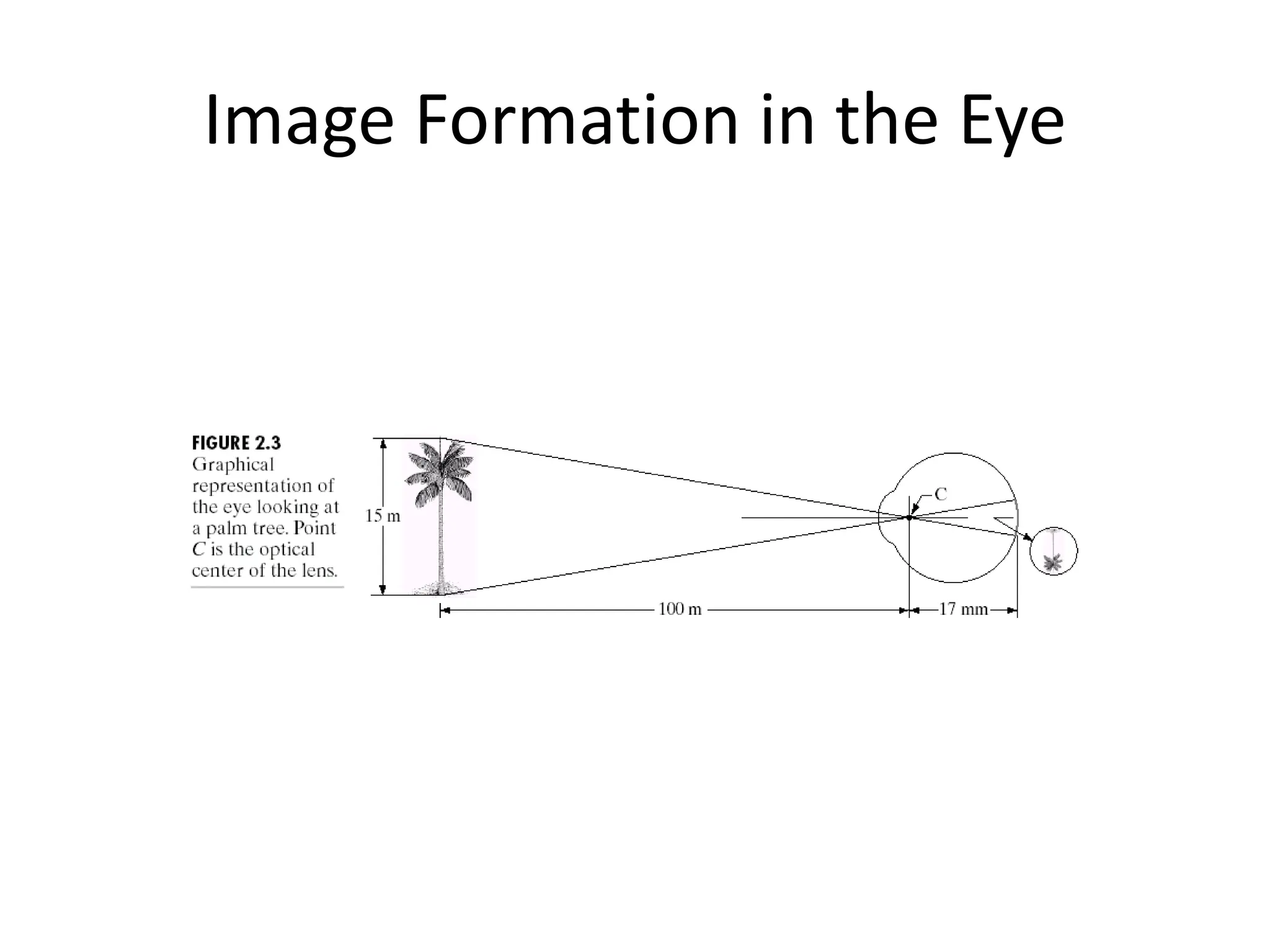 Image Formation in the Eye
 