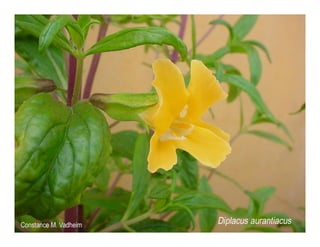 Diplacus aurantiacus    web show