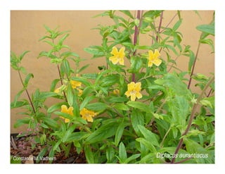 Diplacus aurantiacus    web show