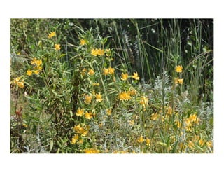 Diplacus aurantiacus    web show