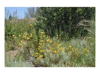 Diplacus aurantiacus    web show