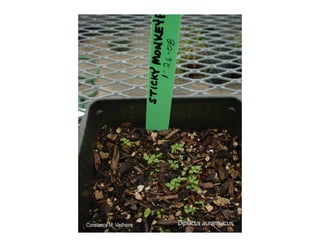 Diplacus aurantiacus    web show