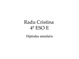 Radu Cristina  4º ESO E Diplodus annularis 