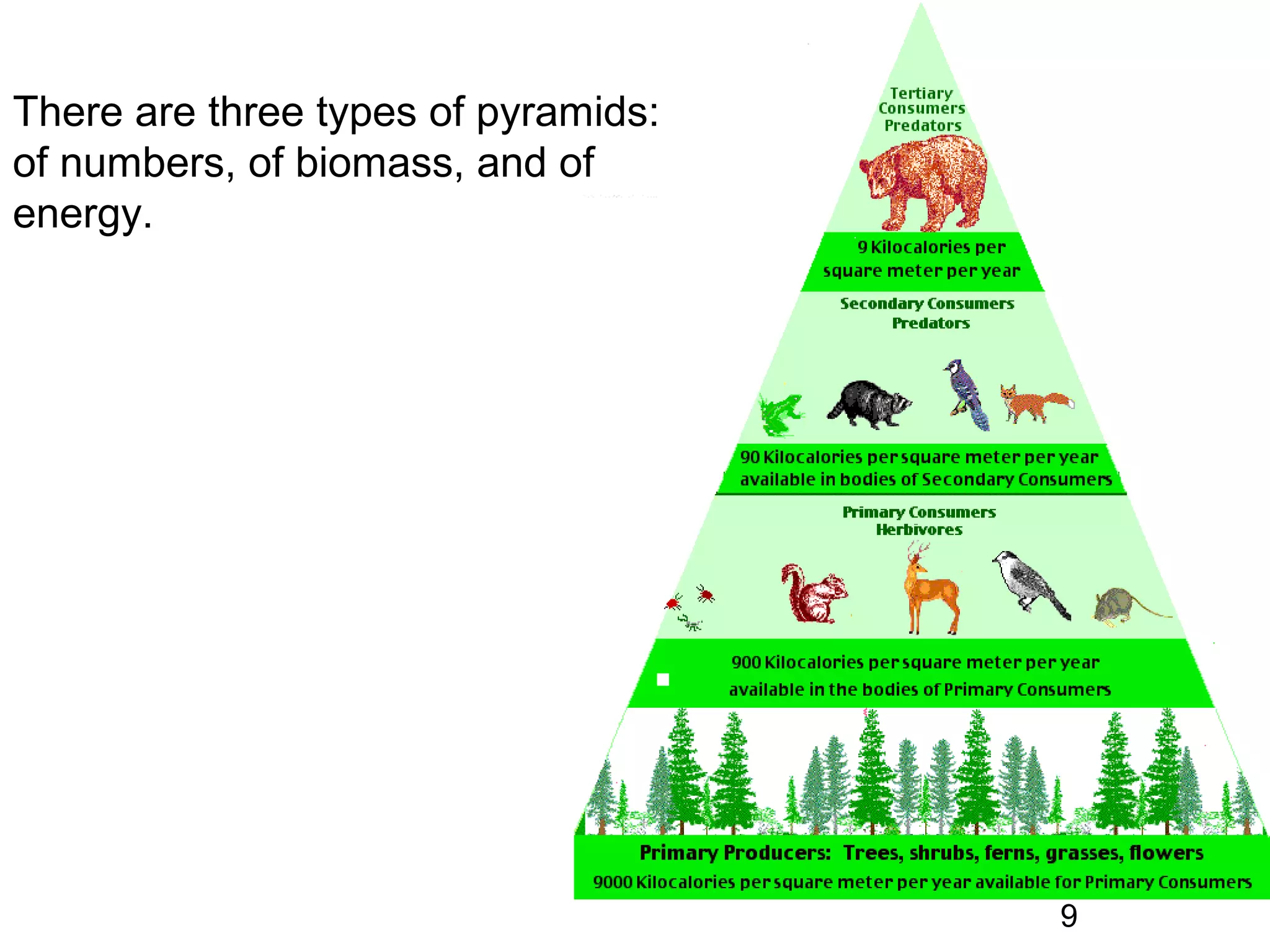 There are three types of pyramids:
of numbers, of biomass, and of
energy.
9
 