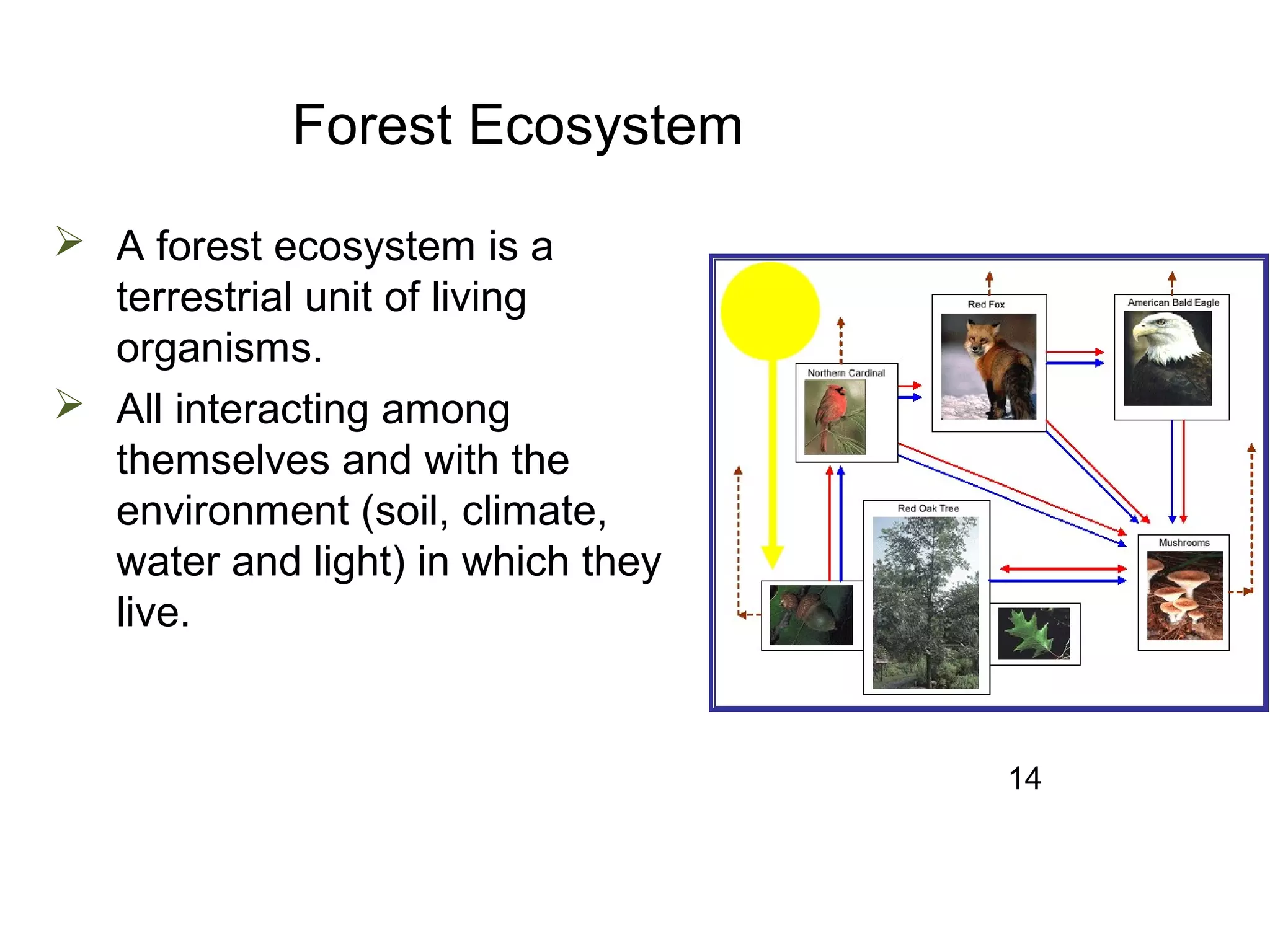 Forest Ecosystem
 A forest ecosystem is a
terrestrial unit of living
organisms.
 All interacting among
themselves and with the
environment (soil, climate,
water and light) in which they
live.
14
 
