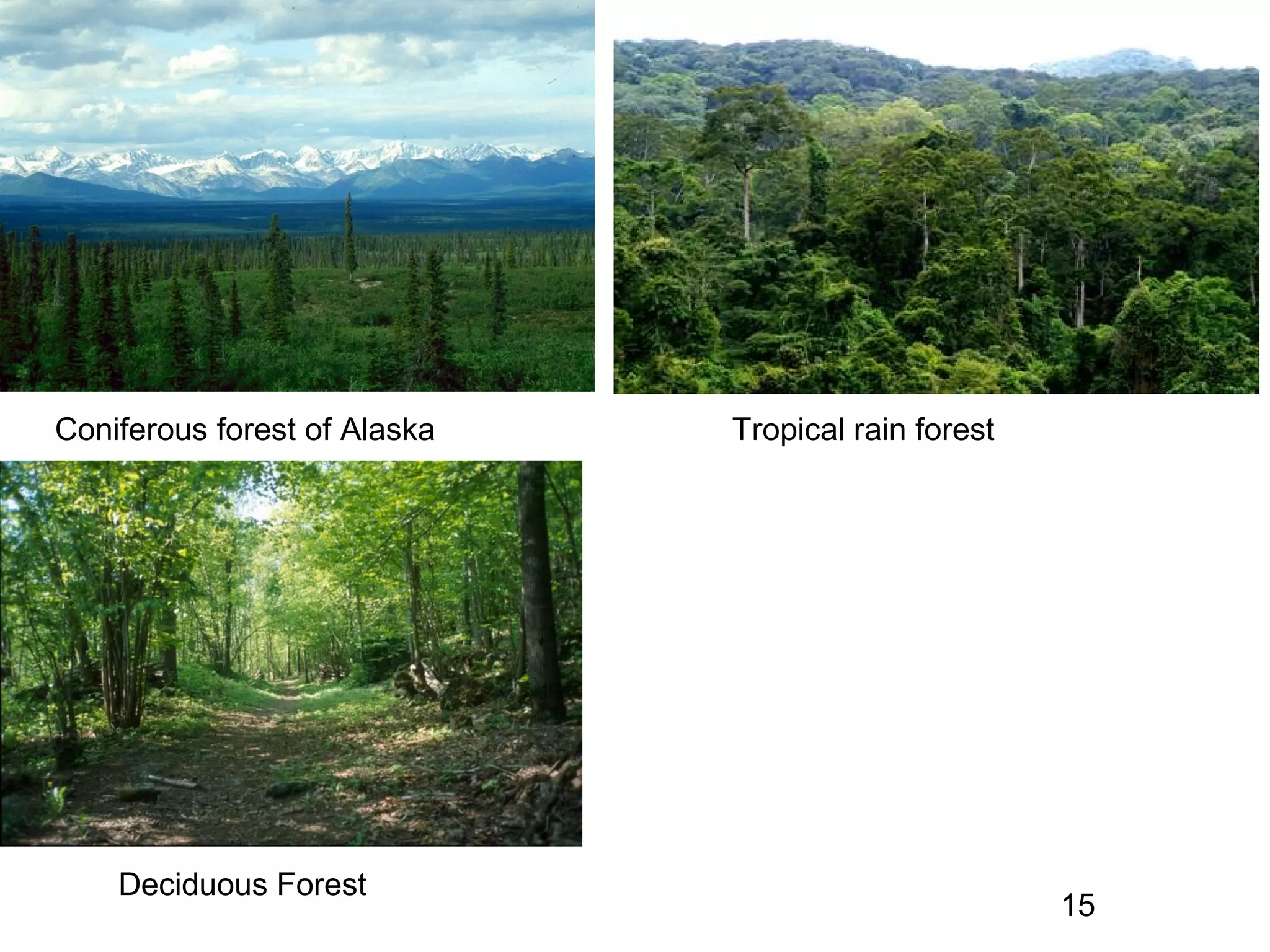 Coniferous forest of Alaska Tropical rain forest
Deciduous Forest
15
 
