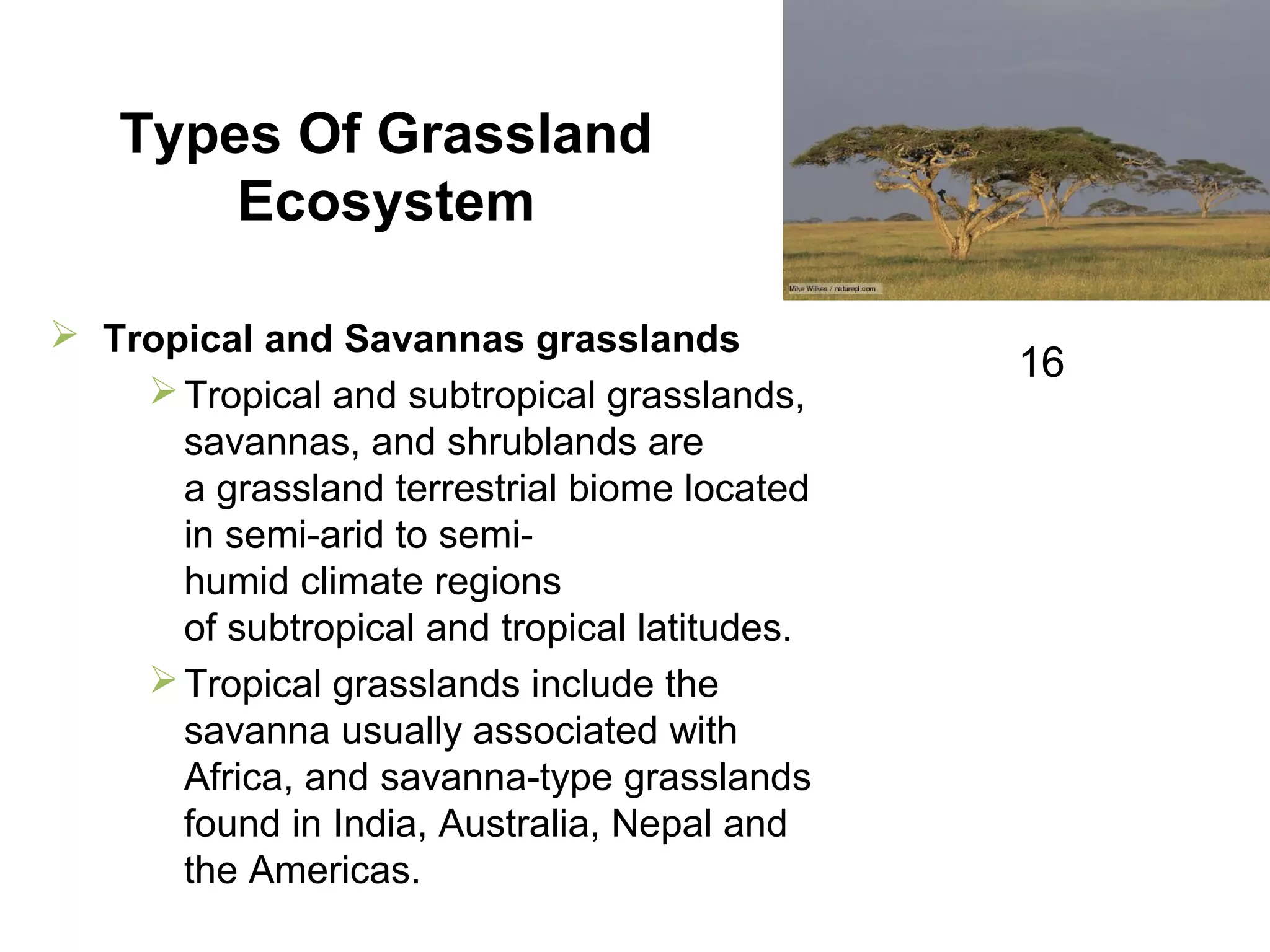 Types Of Grassland
Ecosystem
 Tropical and Savannas grasslands
Tropical and subtropical grasslands,
savannas, and shrublands are
a grassland terrestrial biome located
in semi-arid to semi-
humid climate regions
of subtropical and tropical latitudes.
Tropical grasslands include the
savanna usually associated with
Africa, and savanna-type grasslands
found in India, Australia, Nepal and
the Americas.
16
 