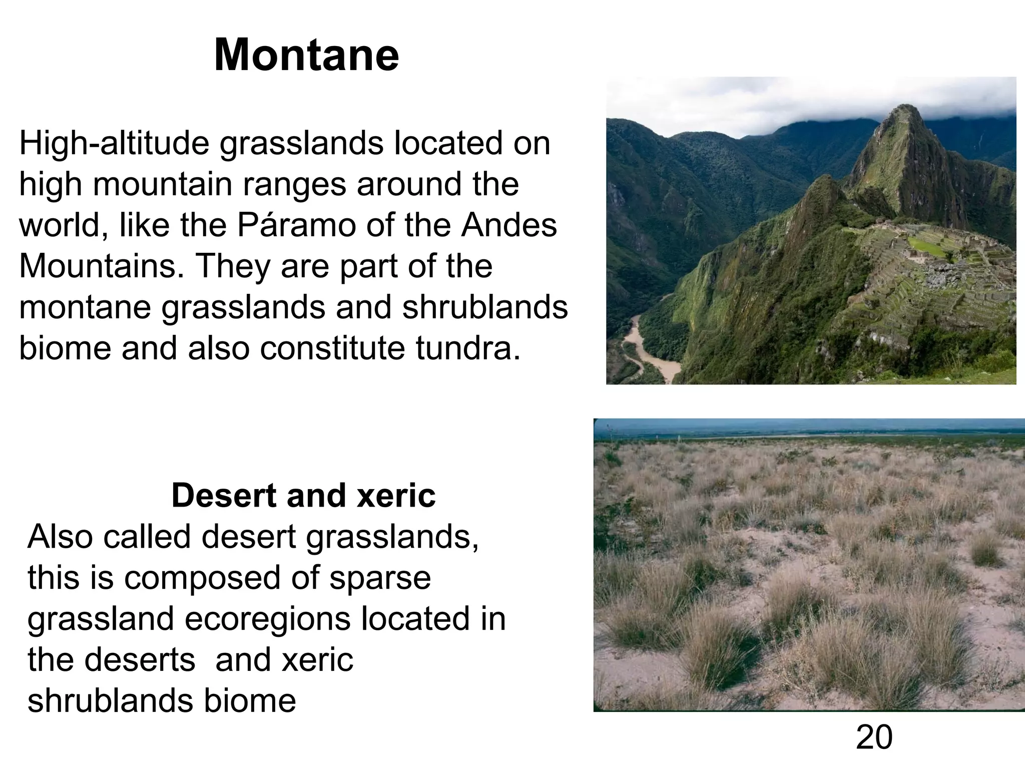 Montane
High-altitude grasslands located on
high mountain ranges around the
world, like the Páramo of the Andes
Mountains. They are part of the
montane grasslands and shrublands
biome and also constitute tundra.
Desert and xeric
Also called desert grasslands,
this is composed of sparse
grassland ecoregions located in
the deserts and xeric
shrublands biome
20
 