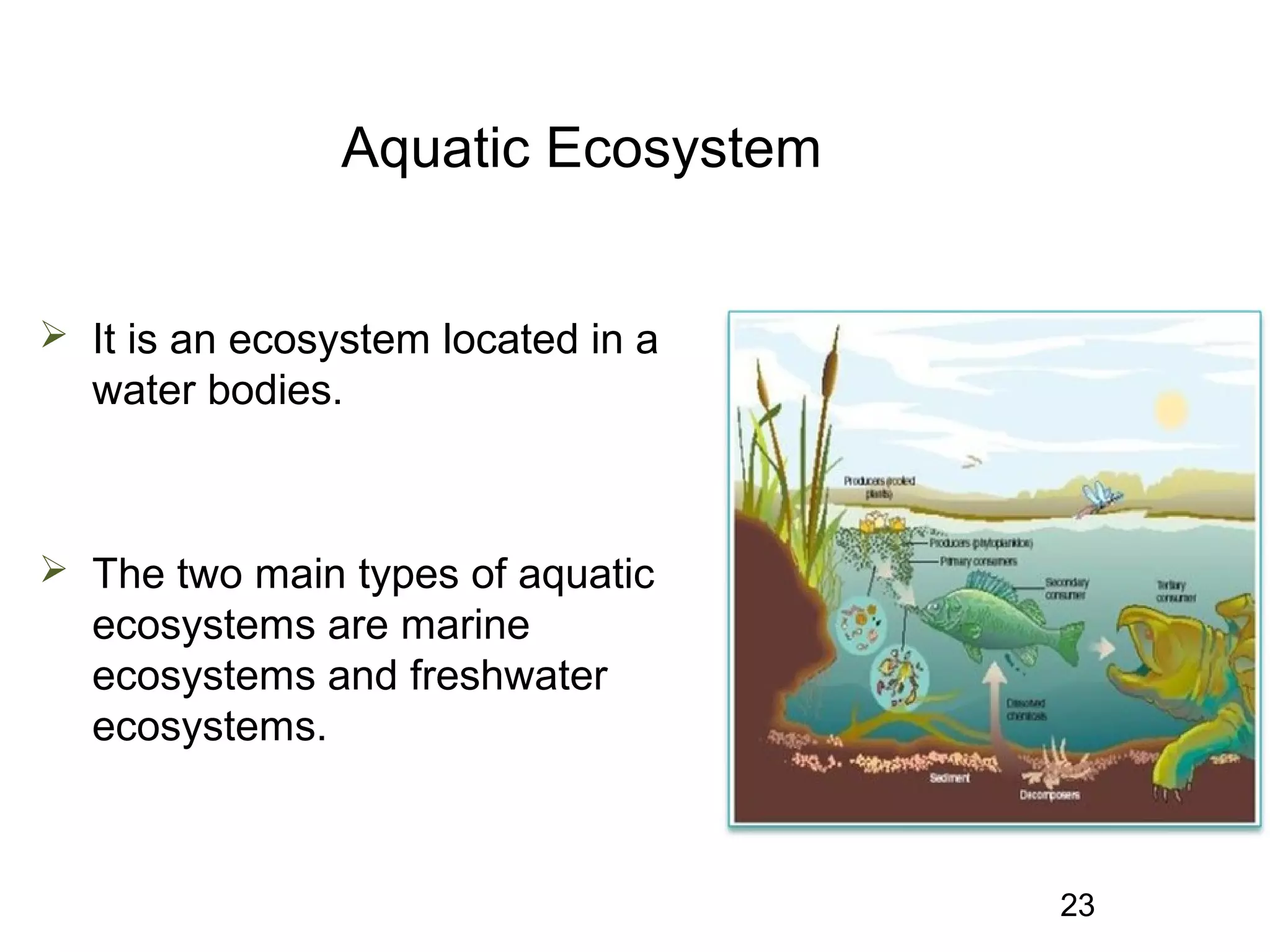 Aquatic Ecosystem
 It is an ecosystem located in a
water bodies.
 The two main types of aquatic
ecosystems are marine
ecosystems and freshwater
ecosystems.
23
 