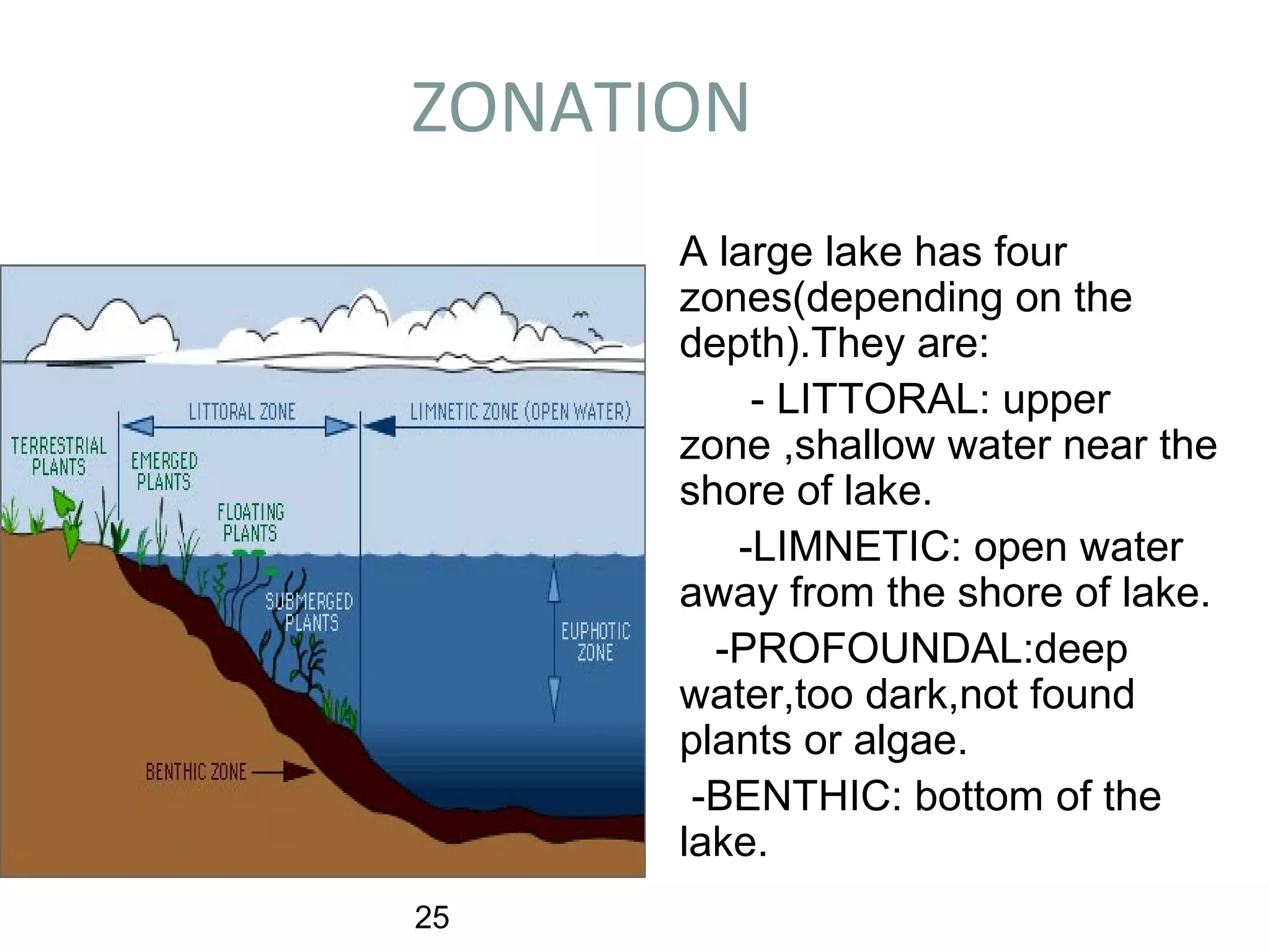 ZONATION
A large lake has four
zones(depending on the
depth).They are:
- LITTORAL: upper
zone ,shallow water near the
shore of lake.
-LIMNETIC: open water
away from the shore of lake.
-PROFOUNDAL:deep
water,too dark,not found
plants or algae.
-BENTHIC: bottom of the
lake.
25
 