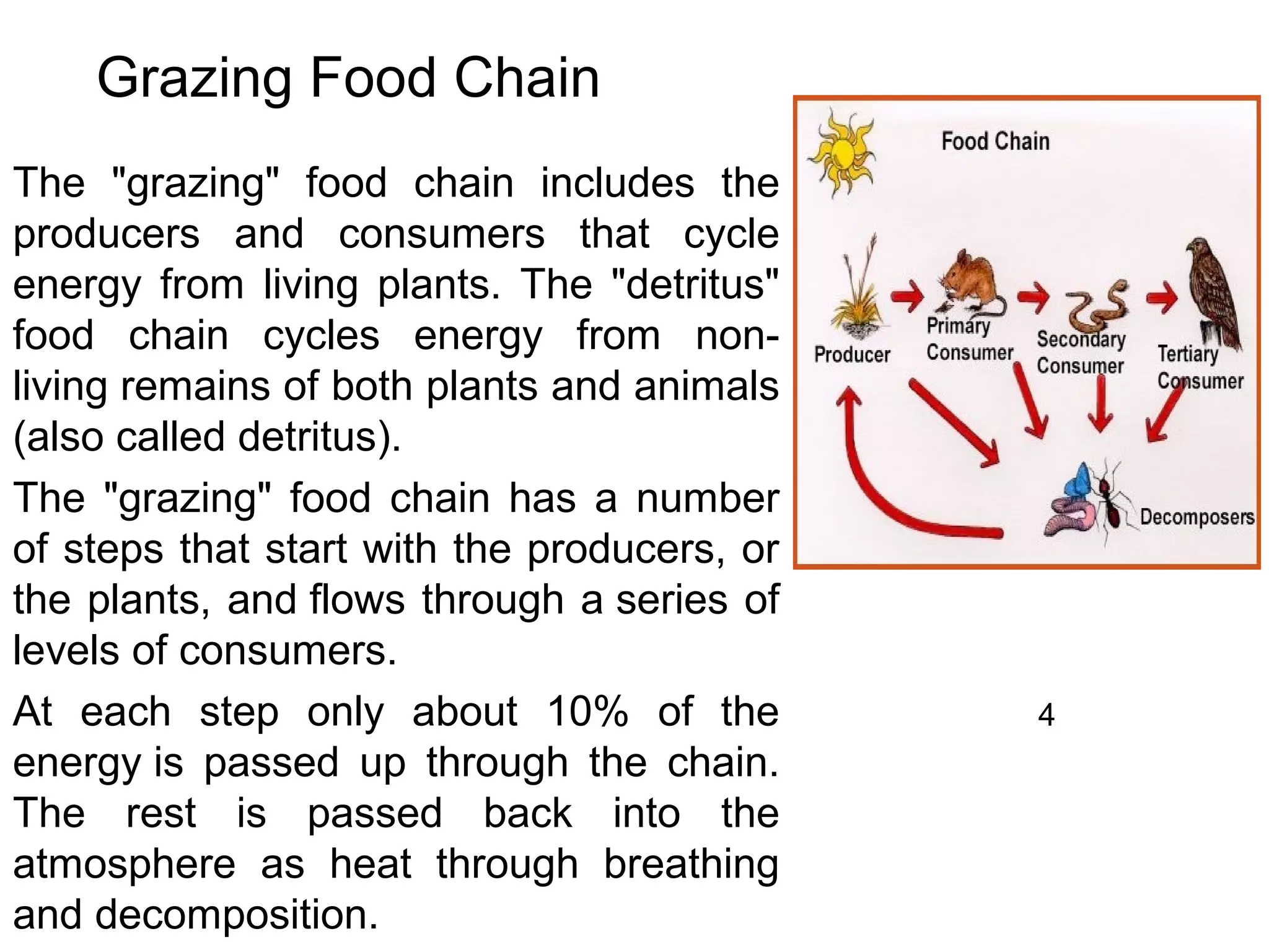 Grazing Food Chain
The "grazing" food chain includes the
producers and consumers that cycle
energy from living plants. The "detritus"
food chain cycles energy from non-
living remains of both plants and animals
(also called detritus).
The "grazing" food chain has a number
of steps that start with the producers, or
the plants, and flows through a series of
levels of consumers.
At each step only about 10% of the
energy is passed up through the chain.
The rest is passed back into the
atmosphere as heat through breathing
and decomposition.
4
 