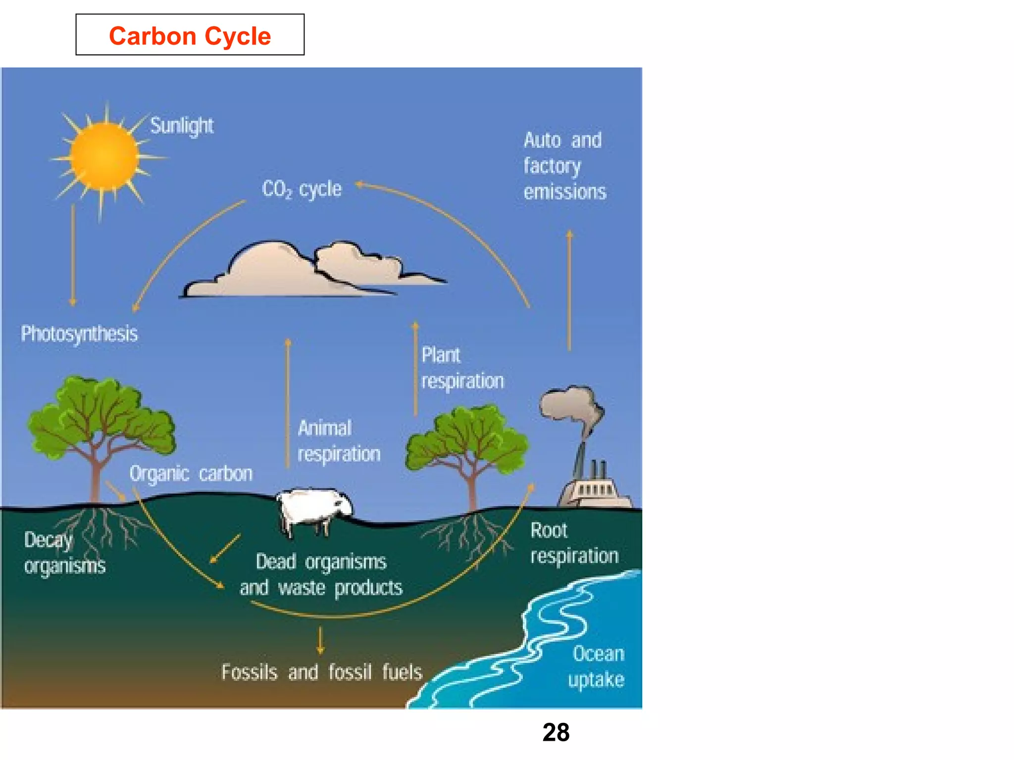 Carbon Cycle
28
 