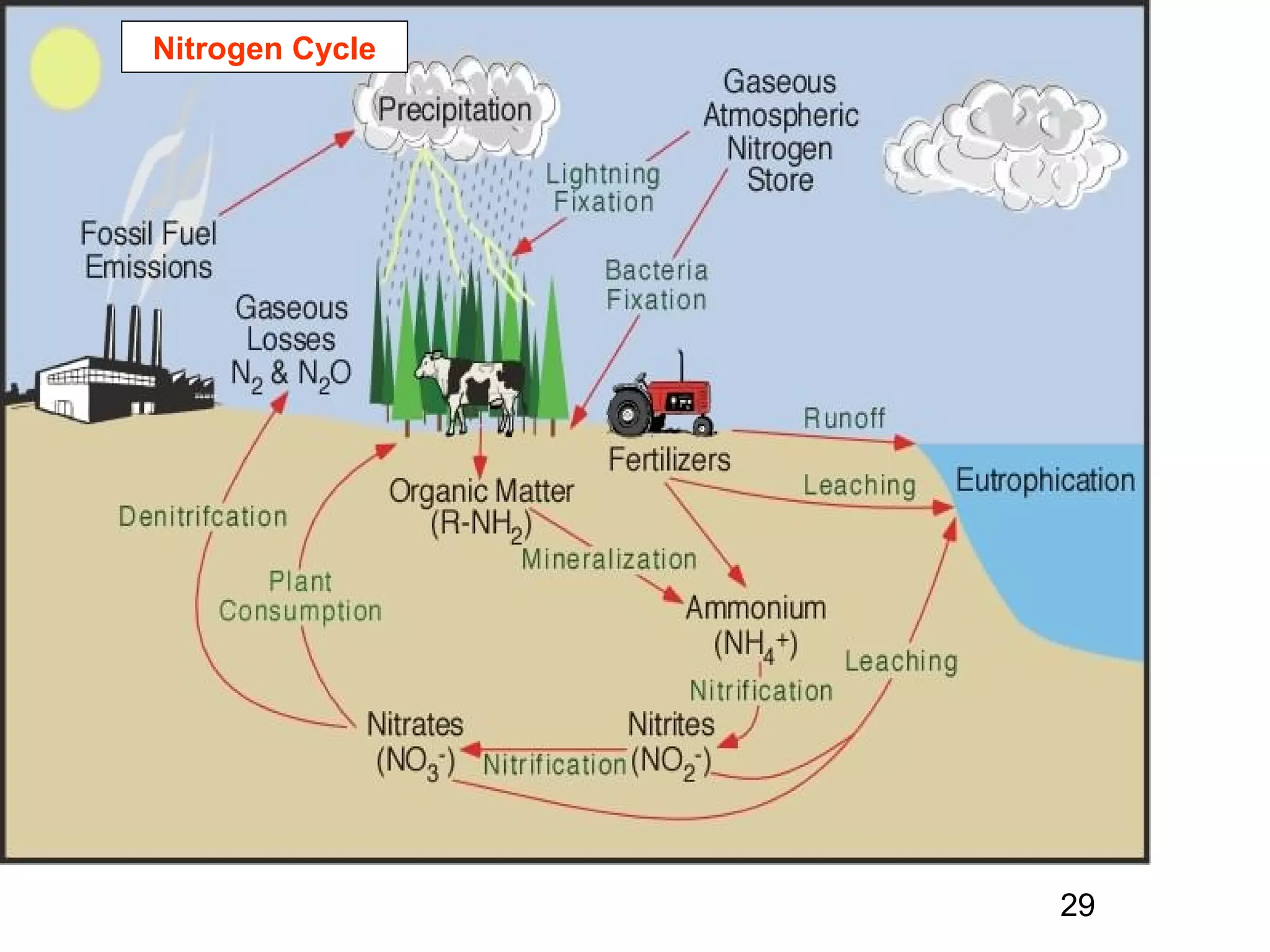 Nitrogen Cycle
29
 