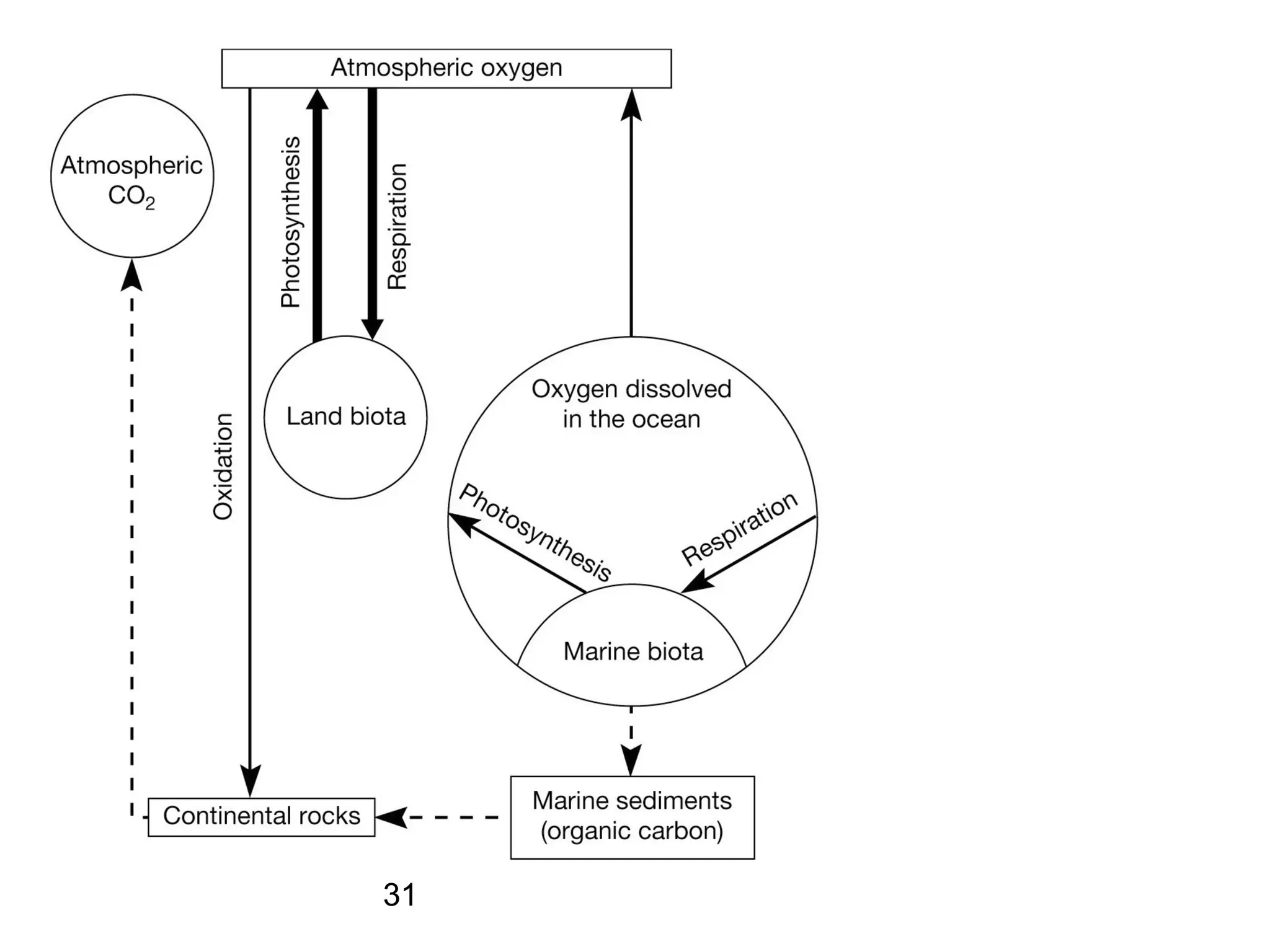Oxygen
Cycle
31
 