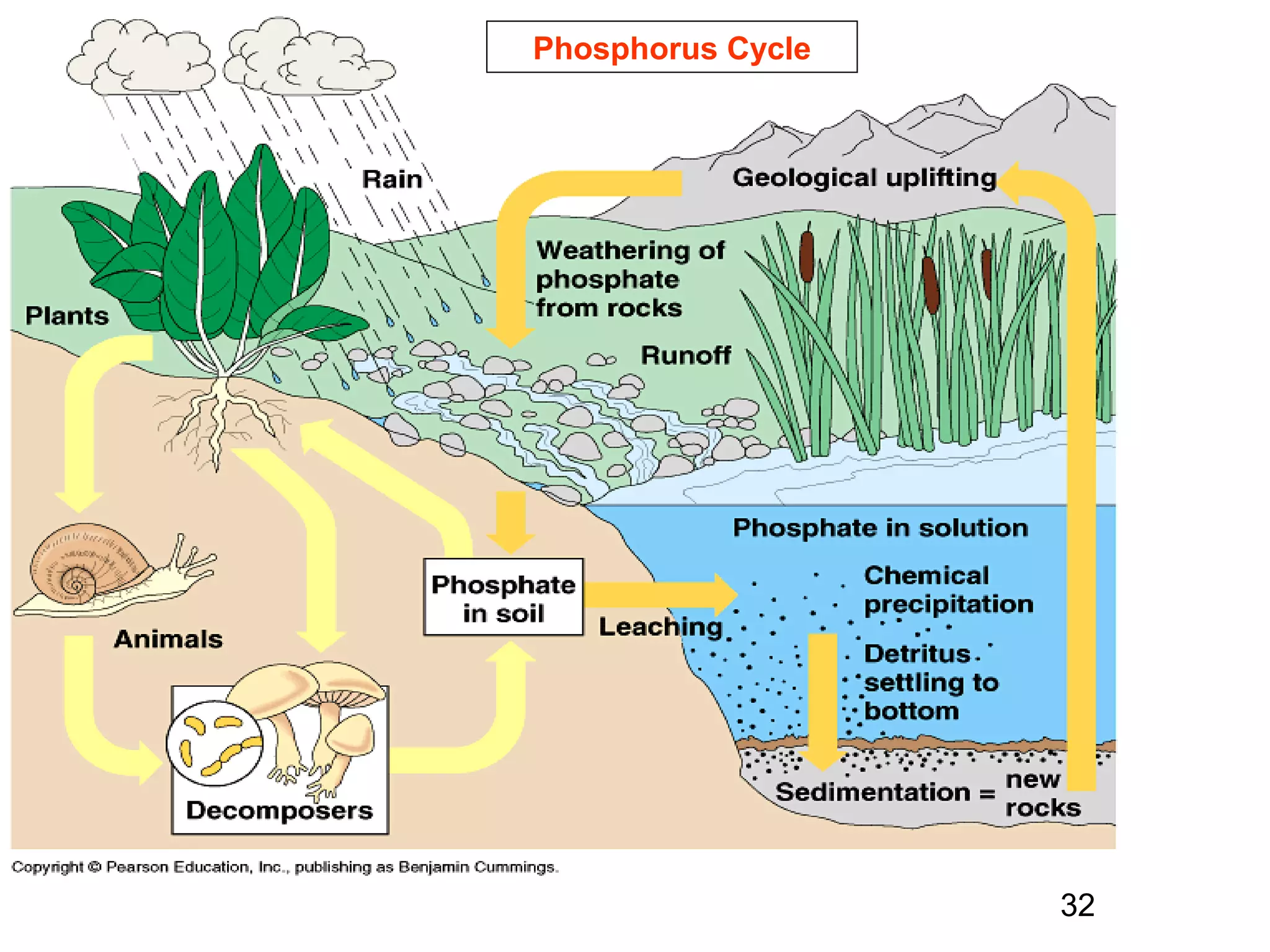 Phosphorus Cycle
32
 