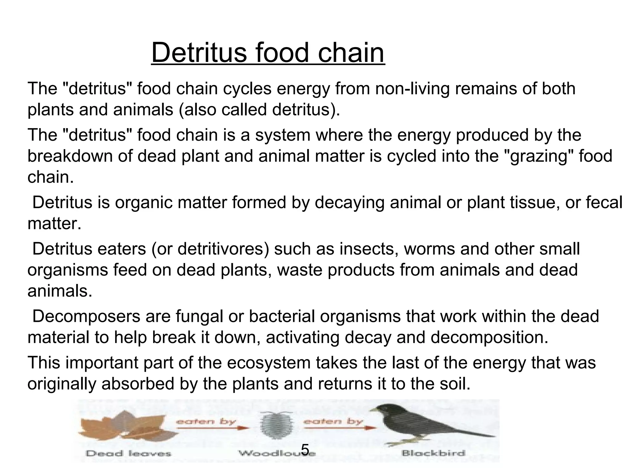 Detritus food chain
The "detritus" food chain cycles energy from non-living remains of both
plants and animals (also called detritus).
The "detritus" food chain is a system where the energy produced by the
breakdown of dead plant and animal matter is cycled into the "grazing" food
chain.
Detritus is organic matter formed by decaying animal or plant tissue, or fecal
matter.
Detritus eaters (or detritivores) such as insects, worms and other small
organisms feed on dead plants, waste products from animals and dead
animals.
Decomposers are fungal or bacterial organisms that work within the dead
material to help break it down, activating decay and decomposition.
This important part of the ecosystem takes the last of the energy that was
originally absorbed by the plants and returns it to the soil.
5
 