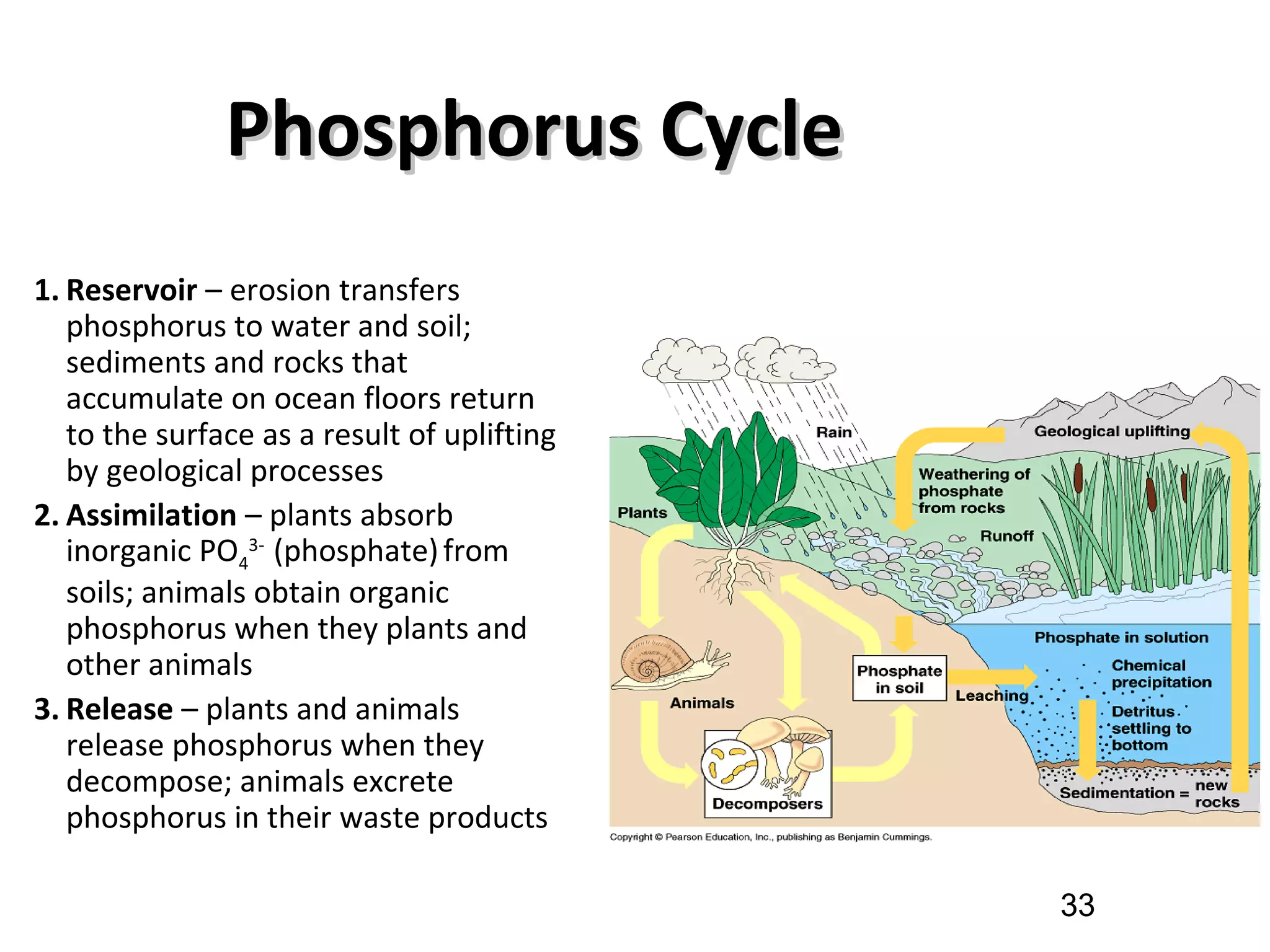 Phosphorus CyclePhosphorus Cycle
1. Reservoir – erosion transfers
phosphorus to water and soil;
sediments and rocks that
accumulate on ocean floors return
to the surface as a result of uplifting
by geological processes
2. Assimilation – plants absorb
inorganic PO4
3-
(phosphate)from
soils; animals obtain organic
phosphorus when they plants and
other animals
3. Release – plants and animals
release phosphorus when they
decompose; animals excrete
phosphorus in their waste products
33
 