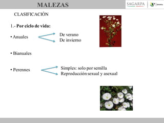 MALEZAS
CLASIFICACIÓN
1.- Por ciclo de vida:
• Anuales

De verano
De invierno

• Bianuales
• Perennes

Simples: solo por semilla
Reproducción sexual y asexual

 