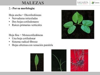 MALEZAS
2.- Por su morfología:

Hoja ancha = Dicotiledóneas
• Nervaduras reticuladas
• Dos hojas cotiledonares
• Raíces primarias verticales

Hoja fina = Monocotiledóneas
• Una hoja cotiledonar
• Sistema radical fibroso
• Hojas alternas con venación paralela

 