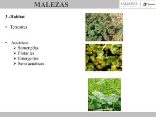 MALEZAS
3.-Habitat
• Terrestres
• Acuáticas
 Sumergidas
 Flotantes
 Emergentes
 Semi acuáticas

 
