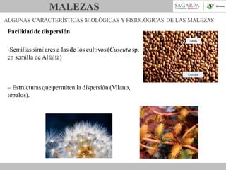 MALEZAS
ALGUNAS CARACTERÍSTICAS BIOLÓGICAS Y FISIOLÓGICAS DE LAS MALEZAS

Facilidad de dispersión
-Semillas similares a las de los cultivos (Cuscuta sp.
en semilla de Alfalfa)

– Estructuras que permiten la dispersión (Vilano,
tépalos).

 