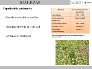 MALEZAS
Capacidad de persistencia

Especie

Producción de semillas
por planta

Avena fatua

-Germinación escalonada

hasta 66,000
3000 - 6000

Eleusine indica

hasta 4000

Rottboellia
cochinchinensis

-Prolongado período de viabilidad

Dactyloctenium
aegyptium
Echinochloa colona

-Elevada producción de semillas

1000 - 3000

hasta 2000

Rangos máximos productivos en malezas gramíneas
(Mailett, 1991).

 