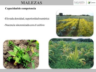 MALEZAS
Capacidad de competencia

-Elevada densidad, superioridad numérica
-Nacencia sincronizada con el cultivo

 
