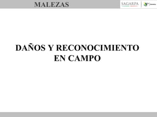 MALEZAS

DAÑOS Y RECONOCIMIENTO
EN CAMPO

 