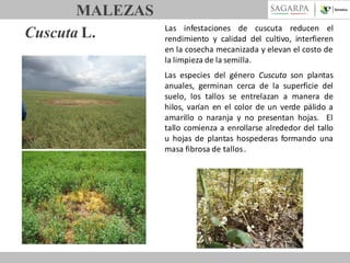 MALEZAS
Cuscuta L.

Las infestaciones de cuscuta reducen el
rendimiento y calidad del cultivo, interfieren
en la cosecha mecanizada y elevan el costo de
la limpieza de la semilla.
Las especies del género Cuscuta son plantas
anuales, germinan cerca de la superficie del
suelo, los tallos se entrelazan a manera de
hilos, varían en el color de un verde pálido a
amarillo o naranja y no presentan hojas. El
tallo comienza a enrollarse alrededor del tallo
u hojas de plantas hospederas formando una
masa fibrosa de tallos .

 