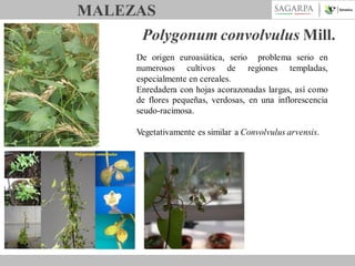 MALEZAS
Polygonum convolvulus Mill.
De origen euroasiática, serio problema serio en
numerosos cultivos de regiones templadas,
especialmente en cereales.
Enredadera con hojas acorazonadas largas, así como
de flores pequeñas, verdosas, en una inflorescencia
seudo-racimosa.
Vegetativamente es similar a Convolvulus arvensis.

 