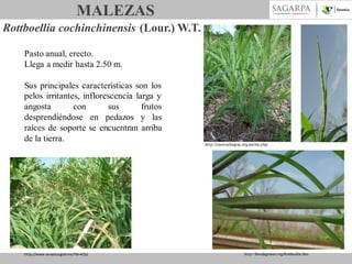 MALEZAS
Rottboellia cochinchinensis (Lour.) W.T.
Pasto anual, erecto.
Llega a medir hasta 2.50 m.
Sus principales características son los
pelos irritantes, inflorescencia larga y
angosta
con
sus
frutos
desprendiéndose en pedazos y las
raíces de soporte se encuentran arriba
de la tierra.

http://www.senasica.gob.mx/?id=4522

http://cesavechiapas.org.mx/mr.php

http://floridagrasses.org/Rottboellia.htm

 