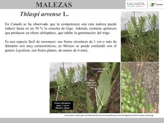 MALEZAS
Thlaspi arvense L.
En Canadá se ha observado que la competencia con esta maleza puede
reducir hasta en un 50 % la cosecha de trigo. Además, contiene químicos
que producen un efecto alelopático, que inhibe la germinación del trigo.
Es una especie fácil de reconocer: sus frutos circulares de 1 cm o más de
diámetro son muy característicos, en México se puede confundir con el
genero Lepidium, con frutos planos, de menos de 6 mm).

http://www.conabio.gob.mx/malezasdemexico/brassicaceae/thlaspi-arvense/imagenes/reconocer-thlaspi-arvense.jpg

 