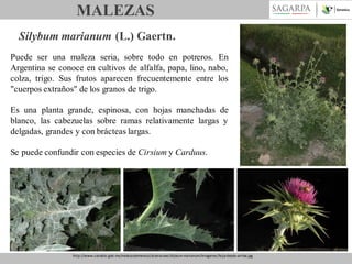MALEZAS
Silybum marianum (L.) Gaertn.
Puede ser una maleza seria, sobre todo en potreros. En
Argentina se conoce en cultivos de alfalfa, papa, lino, nabo,
colza, trigo. Sus frutos aparecen frecuentemente entre los
"cuerpos extraños" de los granos de trigo.
Es una planta grande, espinosa, con hojas manchadas de
blanco, las cabezuelas sobre ramas relativamente largas y
delgadas, grandes y con brácteas largas.
Se puede confundir con especies de Cirsium y Carduus.

http://www.conabio.gob.mx/malezasdemexico/asteraceae/silybum-marianum/imagenes/hoja-desde-arriba.jpg

 