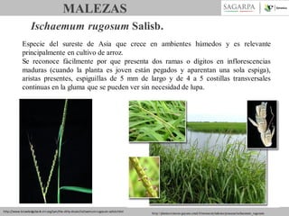 MALEZAS
Ischaemum rugosum Salisb.
Especie del sureste de Asia que crece en ambientes húmedos y es relevante
principalmente en cultivo de arroz.
Se reconoce fácilmente por que presenta dos ramas o dígitos en inflorescencias
maduras (cuando la planta es joven están pegados y aparentan una sola espiga),
aristas presentes, espiguillas de 5 mm de largo y de 4 a 5 costillas transversales
continuas en la gluma que se pueden ver sin necesidad de lupa.

http://www.knowledgebank.irri.org/ipm/the-dirty-dozen/ischaemum-rugosum-salisb.html

http://plantes-rizieres-guyane.cirad.fr/monocotyledones/poaceae/ischaemum_rugosum

 