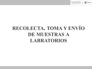 RECOLECTA, TOMA Y ENVÍO
DE MUESTRAS A
LABRATORIOS

 