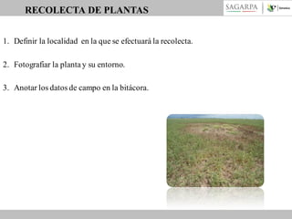 RECOLECTA DE PLANTAS
1. Definir la localidad en la que se efectuará la recolecta.
2. Fotografiar la planta y su entorno.
3. Anotar los datos de campo en la bitácora.

 