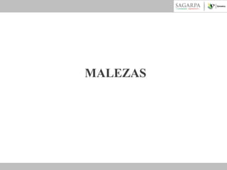 MALEZAS

 