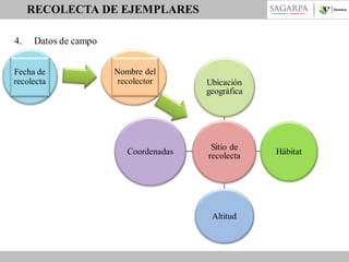 RECOLECTA DE EJEMPLARES
4.

Datos de campo

Fecha de
recolecta

Nombre del
recolector

Coordenadas

Ubicación
geográfica

Sitio de
recolecta

Altitud

Hábitat

 