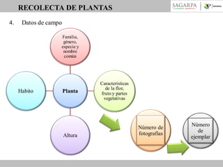 RECOLECTA DE PLANTAS
4.

Datos de campo
Familia,
género,
especie y
nombre
común

Habito

Planta

Altura

Características
de la flor,
fruto y partes
vegetativas

Número de
fotografías

Número
de
ejemplar

 